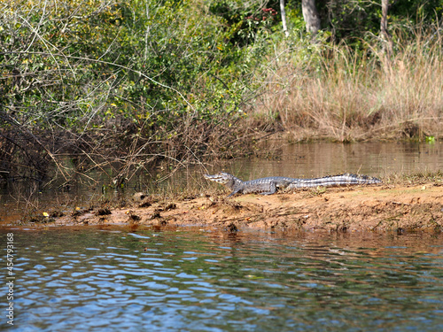 Caiman sitting on a river bank