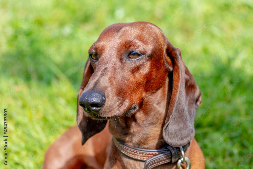 Brown dog dachshund close up on a background of grass