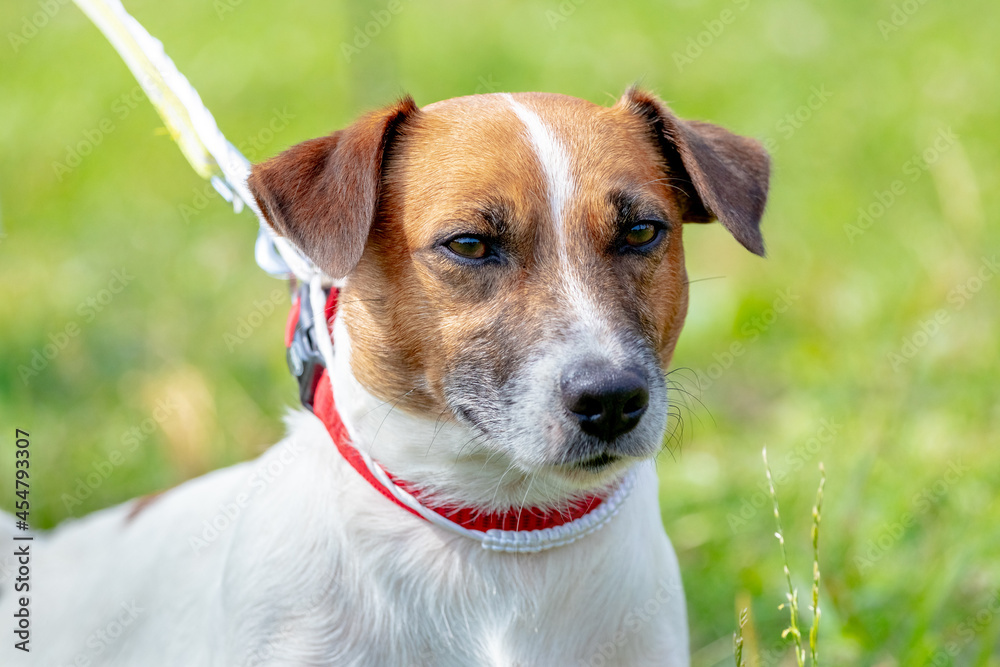 Dog breed parson-russell terrier close up on a leash