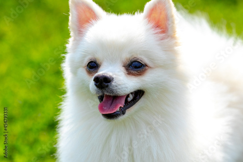 White fluffy dog breed Spitz on a blurred background close up  portrait of a little cute dog