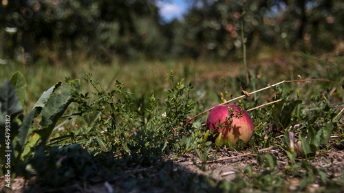 Red apple on the ground