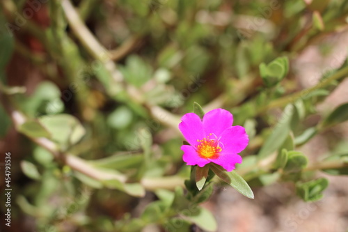 flower in the garden