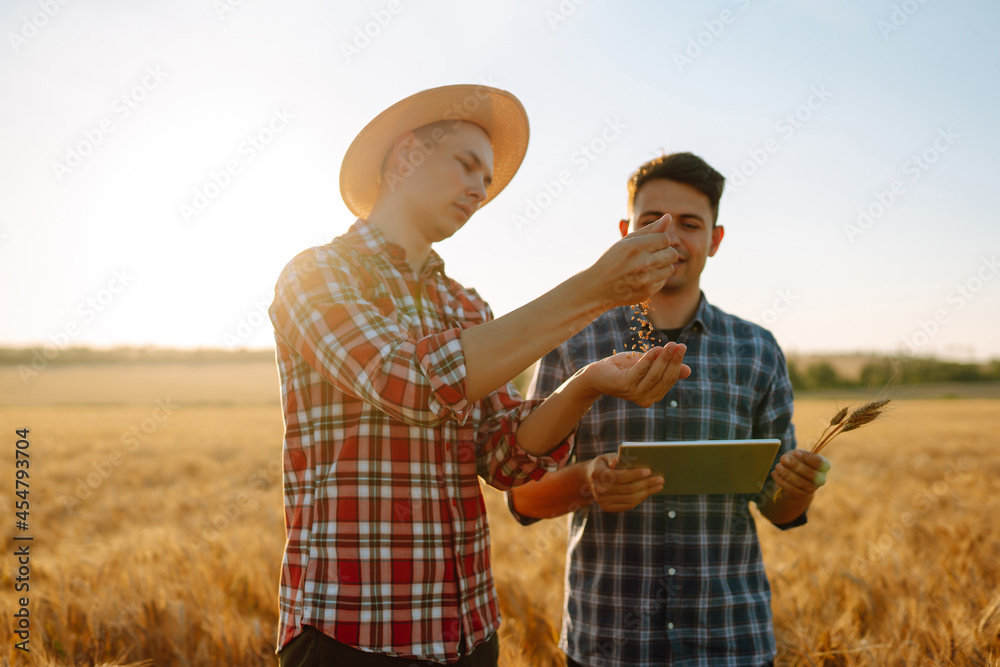 Businessmen farmers discuss the wheat crop on the field and view the schedule on the tablet. Modern agriculture technology. Smart farming concept.