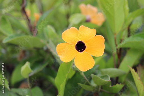 yellow flowers