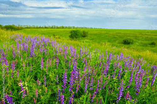 green summer prairie with wild flowers, summer natural scene