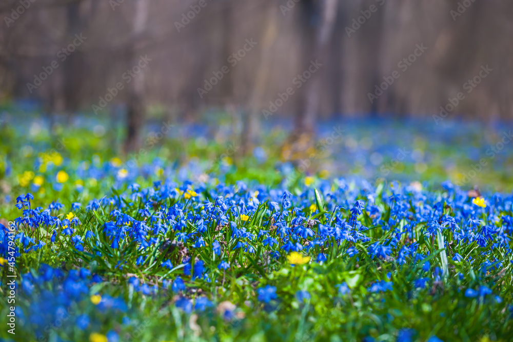 Fototapeta premium forest glade covered by blue Scilla flowers, beautiful outdoor natural background