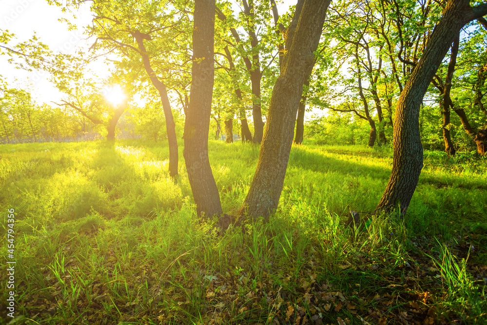 green forest glade at the sunset, good for natural background green forest glade at the sunset, good for natural background