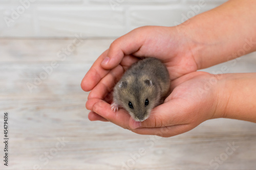 Small Dzungarian hamster in the arms of children. Place for an inscription.