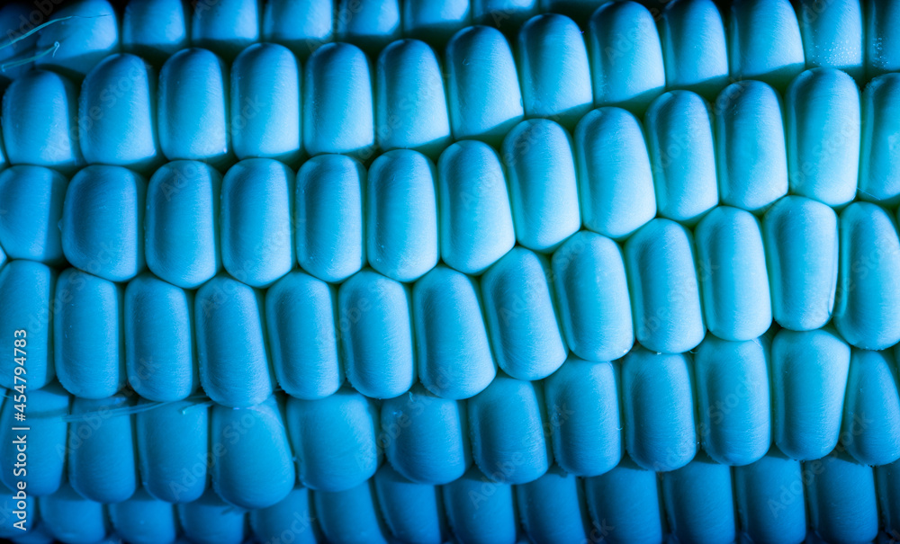 Obraz premium corn grains, corn grains under ultraviolet light, background