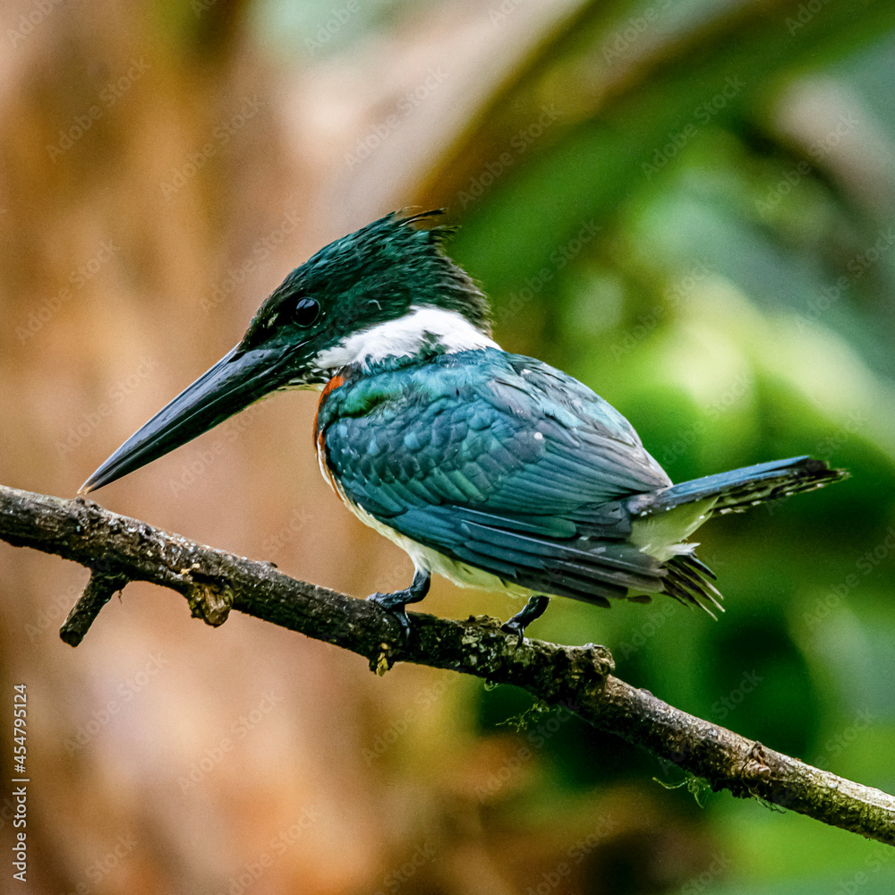 Naklejka premium lilac roller