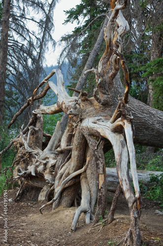 Roots of a Downed Tree