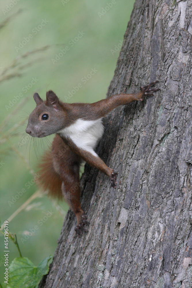 Nahaufnahme Eichhörnchen auf einem Baum Nahaufnahme Eichhörnchen auf einem Baum
