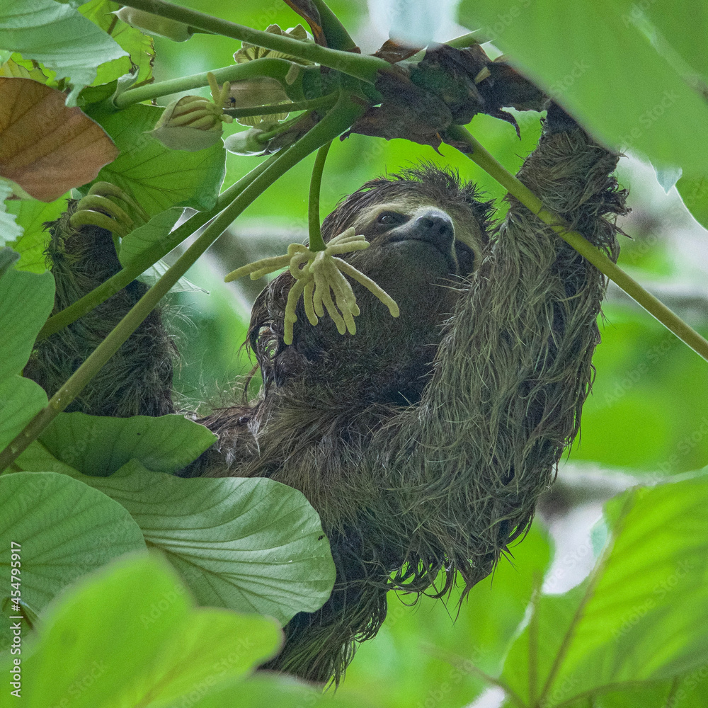 Fototapeta premium bird in the tree