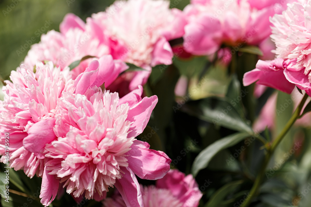 Colorful summer background of pink peonies flowers. Summer, spring concepts. Beautiful nature background. Macro view of abstract nature texture. Template for design. Soft focus. Copy space