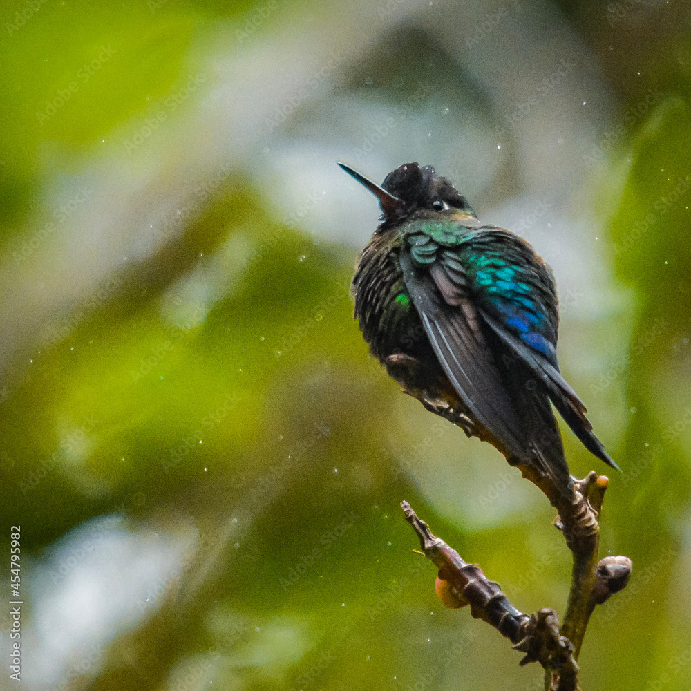 Fototapeta premium hummingbird