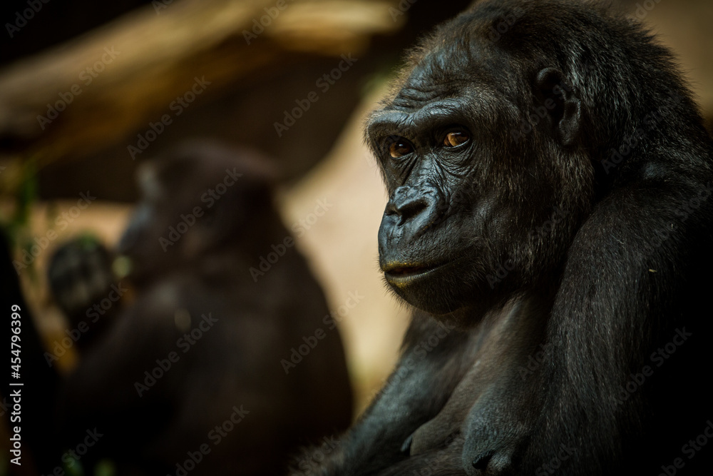 portrait of a gorilla eating portrait of a gorilla eating