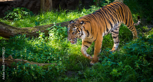 Siberian Tiger in zoo park