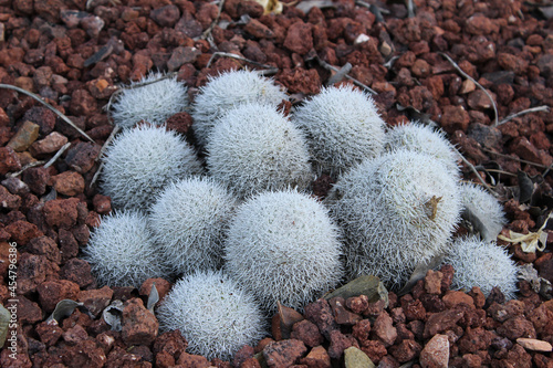 Photography Cactus Mammillaria geminispina, also called the twin spined cactus