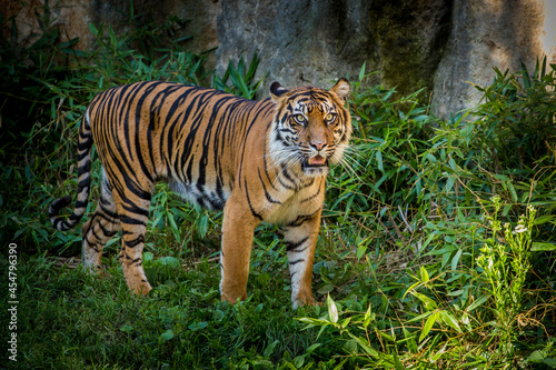 Siberian Tiger in zoo park