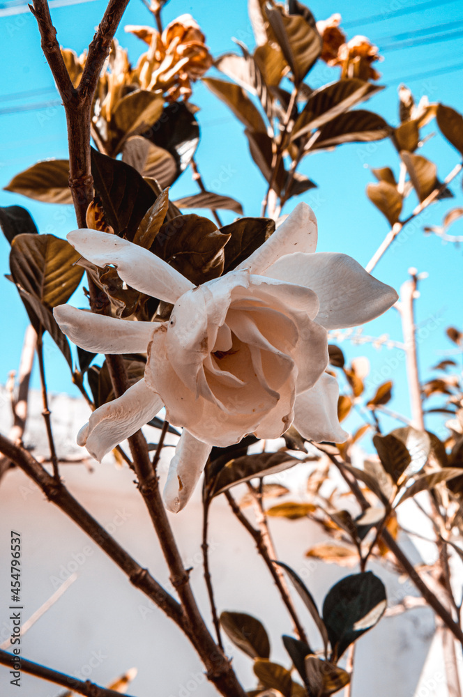 Flor de jasmim florescendo Stock Photo | Adobe Stock