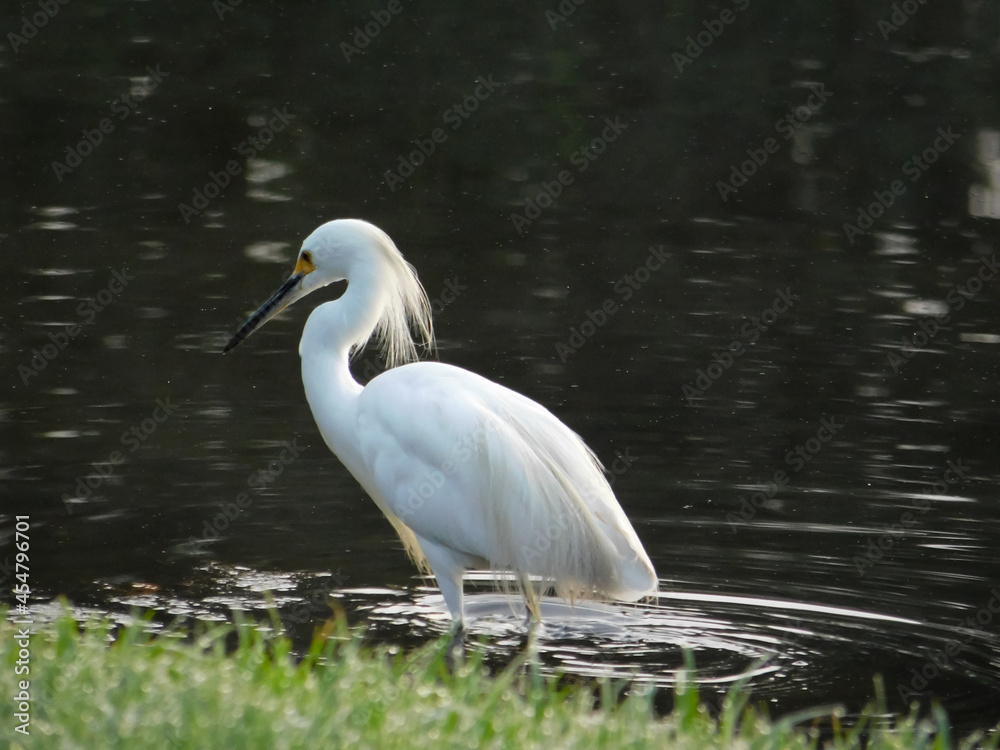 Snowy Egret walking along the lake early in the morning. Snowy Egret Stroll. Snowy Egret walking along the lake early in the morning. Snowy Egret Stroll.