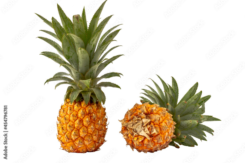 isolated fruit with a clipping path, The pineapple (Ananas comosus) is a tropical plant with an edible fruit and the most economically significant plant in the family Bromeliaceae. isolated fruit with a clipping path, The pineapple (Ananas comosus) is a tropical plant with an edible fruit and the most economically significant plant in the family Bromeliaceae.