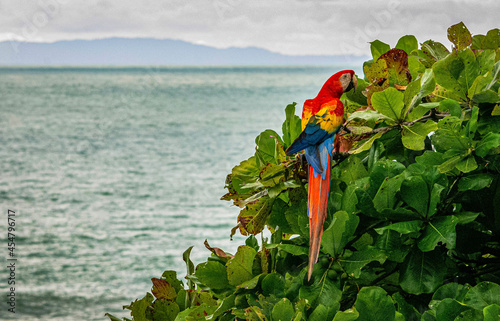 red and yellow flower