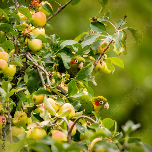 apples on a tree