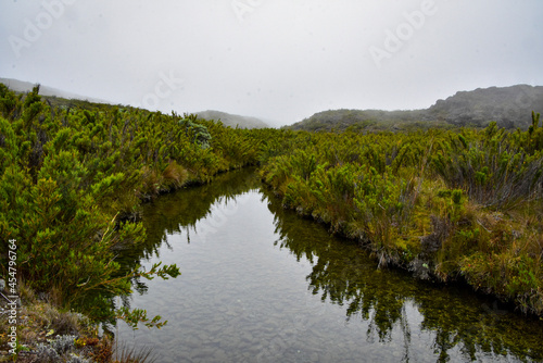 reflection of trees in the water