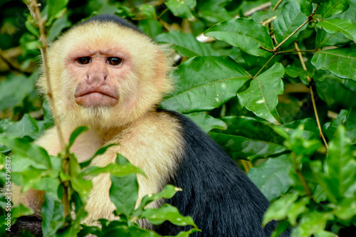 japanese macaque sitting on a branch
