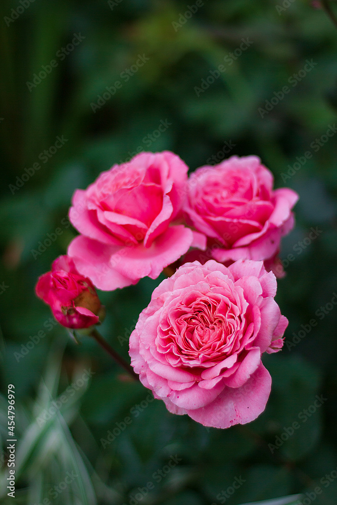 rose of the Laurent Cabrol variety. Pink old form rose. Beautiful rose in the Garden rose of the Laurent Cabrol variety. Pink old form rose. Beautiful rose in the Garden