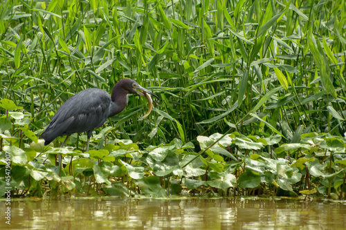 great blue heron
