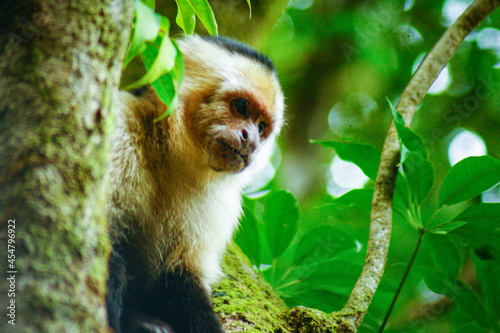 white tailed macaque