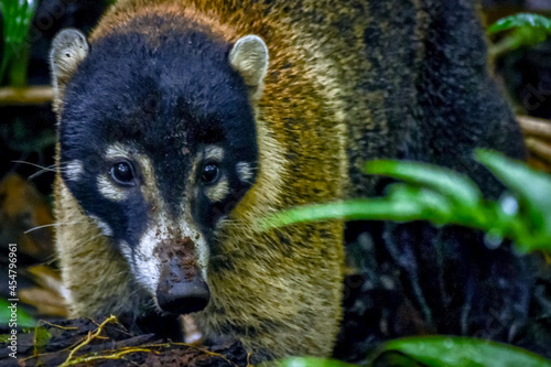 black bear cub