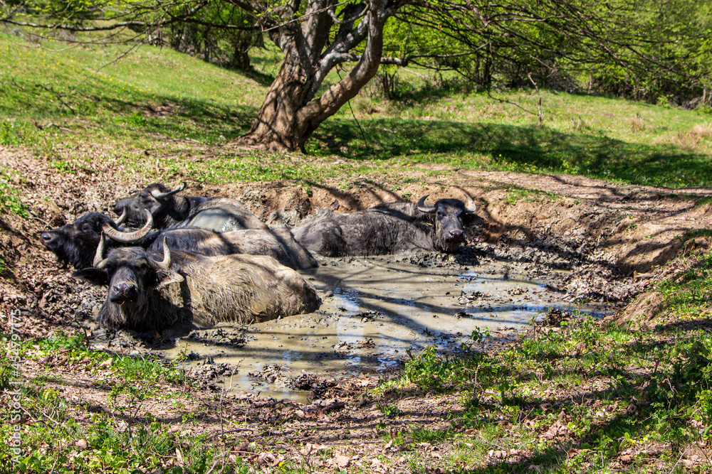 Water Buffalo in Romania