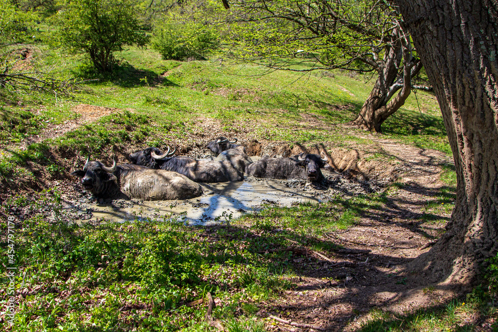 Water buffalo in Romania Water buffalo in Romania