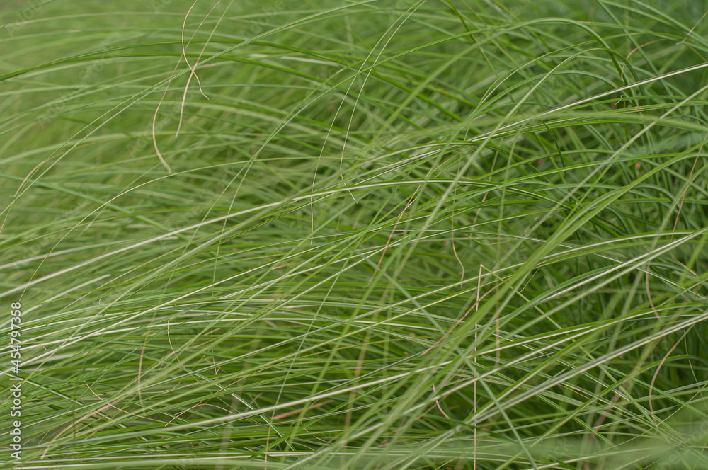 long grass detail long grass detail