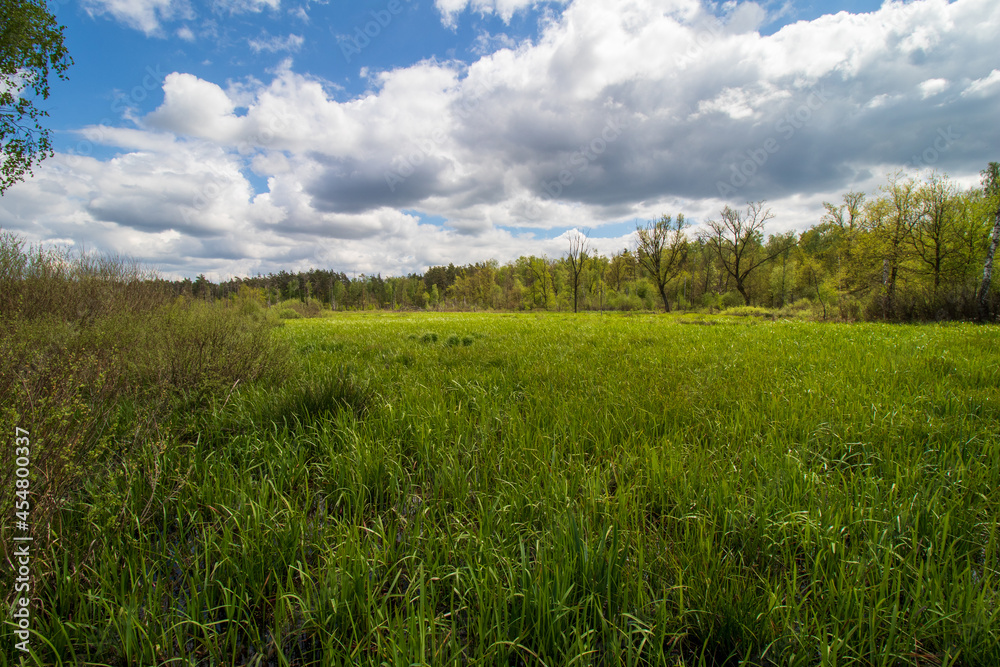 swamps in spring