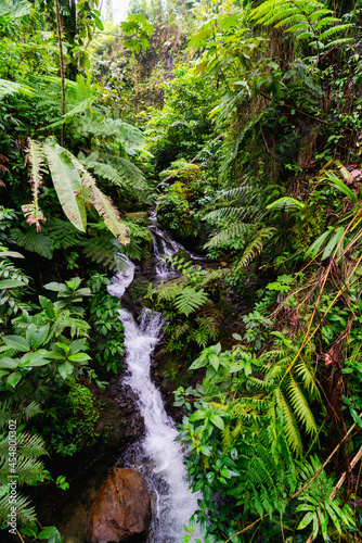 Jungle Waterfall on the trail to the Emerald Pool in Roseau Dominica