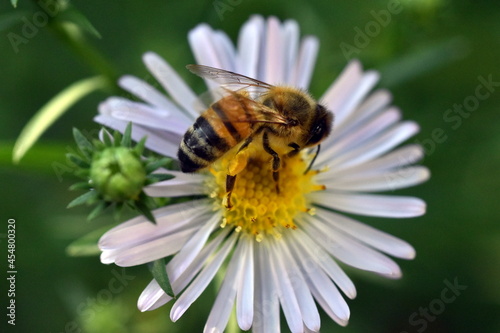 Biene auf einer Kleinbl  tigen Aster 