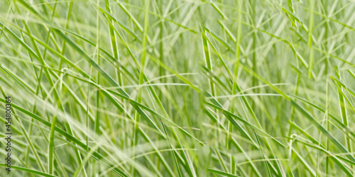 green grass background