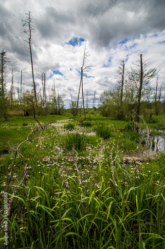 swamps in spring