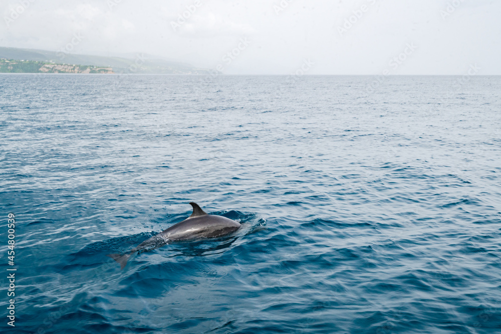 Fototapeta premium Dolphins Jumping out of the water in Roseau Dominica