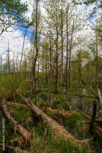 swamps in spring