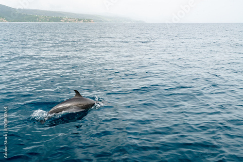 Dolphins Jumping out of the water in Roseau Dominica