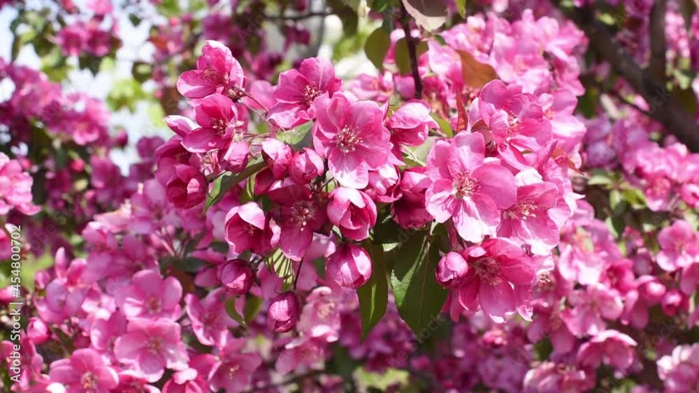 Pink apple blossoms close-up. Natural flowering Pink apple blossoms close-up. Natural flowering