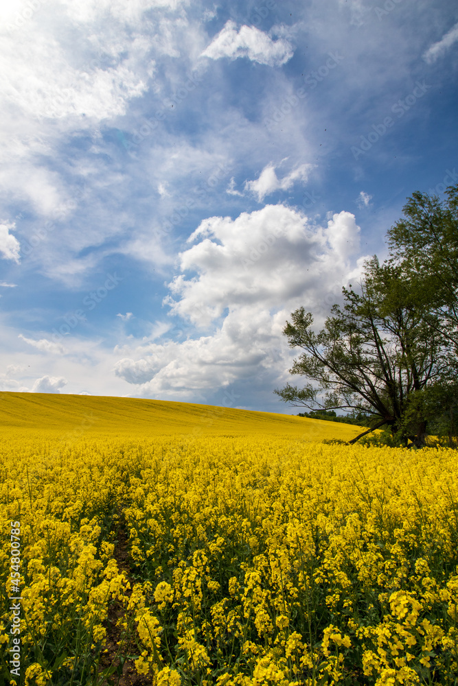 rapeseed field and sky