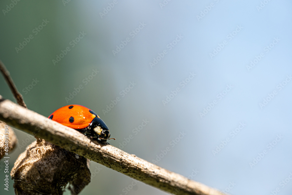 Obraz premium Ladybug sitting on a branch of a plant