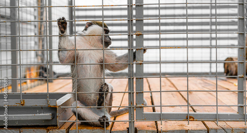 The monkey is kept in a cage