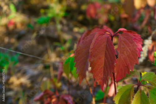 Leaves of wild grapes in close-up in autumn, wild grapes with reddened autumn leaves